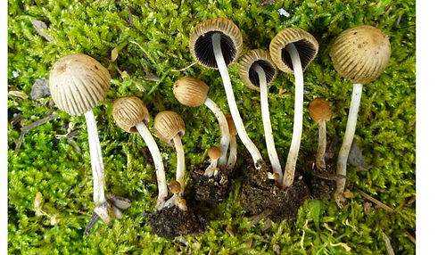 Coprinellus impatiens